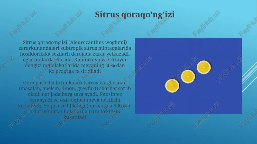 va salyangozlar samandar va shilliqlarga qarshi samarali kurash integratsiyalashgan zararkunandalarga qarshi kurash (zzk) strategiyasini talab qiladi yuqori namlik (70-90%) va harorat (20-30°c) sharoitida shilimshiq va salyangozlar ko'payadi. apelsin, limon, greyfurt va mandarin kabi sitrus o'simliklari zarar ko'radi. zarar mevalarning shikastlanishi, chirishi, patogenlar (masalan, phytophthora spp.) uchun kirish nuqtalari va bozor qiymatining pasayishi bilan ifodalanadi e'tiboringiz uchun rahmat @taqdimot_robot image1.jpg image2.jpg image3.jpg image4.jpg image5.jpg image6.jpg image7.jpg image8.jpg image9.jpg image10.jpg image11.jpg image12.jpg image13.jpg image14.jpg image15.jpg image16.jpg image17.jpg