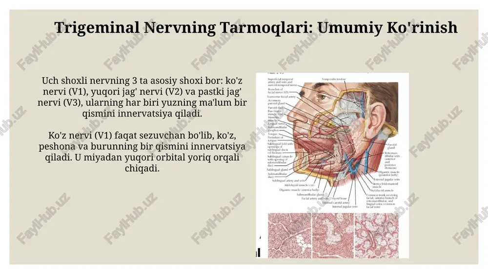 trigeminal nervning o'ziga xosligi - Page 5