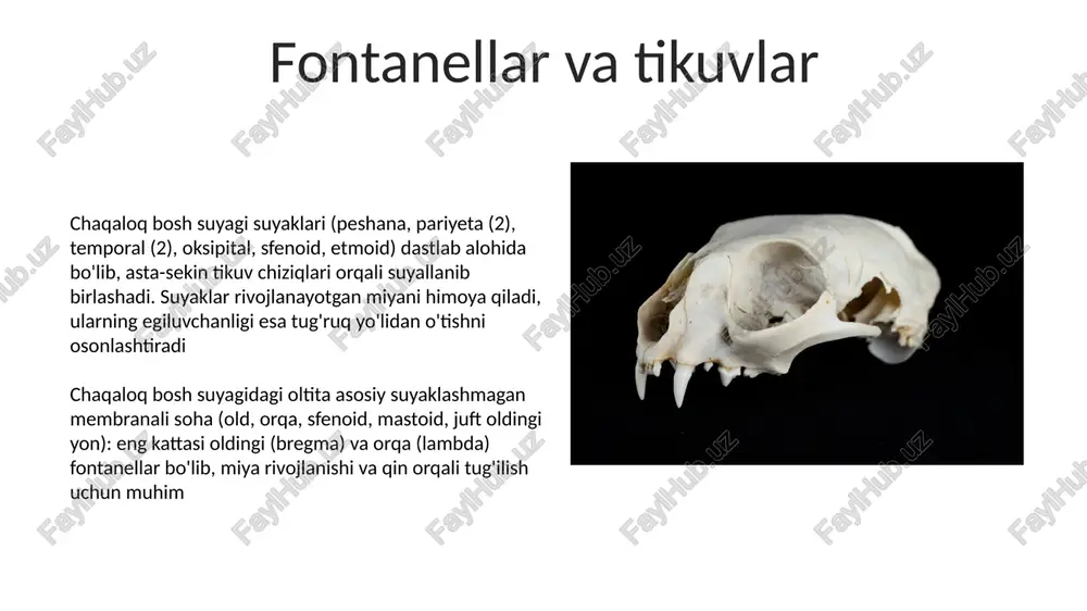 chaqaloqlarning bosh suyak qismlari - Page 5