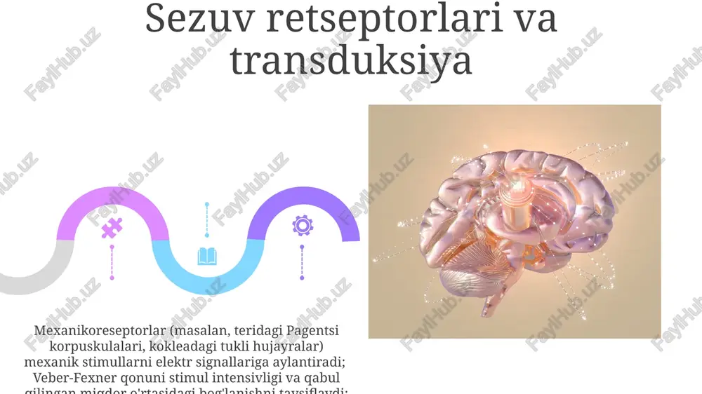 n kodlanadi (weber-fexner qonuni, stivensning darajali qonuni). talamus (diensefalon) sensorli uzatish stansiyasi vazifasini bajaradi; deyarli barcha (98%) sensorli tolalar korteksga yetishdan oldin talamusta sinaps hosil qiladi; ongli idrok (somatosensor, vizual, auditor, gustator) uchun juda muhim. nosisepsiya: og'riq sezimi og'riq sezgisi mkydagi µ, κ va δ retseptorlarida ta'sir ko'rsatuvchi endogen opioidlar (masalan, endorfinlar) tomonidan modulyatsiya qilinadi; periaqueduktal kulrang modda (pag) va rostral ventromedial medulla (rvm)dan tushayotgan yo'llar o'murtqa miyada nozitseptiv uzatilishni (i-ii laminalar) inhibe qilib, og'riq signalini kamaytiradi nosisepsiya teri, mushak, bo'g'im va ichki a'zolardagi maxsus nosiseptorlar (aδ va s tolalari) orqali zararli stimullarni (masalan, 40°c+ issiqlik, 50g bosim) spino-talamik yo'l orqali miyaning talamus (vpl) va somatosensor qobig'i (1, 2, 3 maydonlari) kabi qismlariga uzatadi. e'tiboringiz uchun rahmat @taqdimot_robot image4.jpg image5.jpg image6.jpg image7.jpg image8.jpg image9.jpg image10.jpg image11.jpg image12.jpg image13.jpg image14.jpg image15.jpg image16.jpg image17.jpg image18.jpg image19.jpg image20.jpg image1.jpeg image2.jpeg image3.jpeg