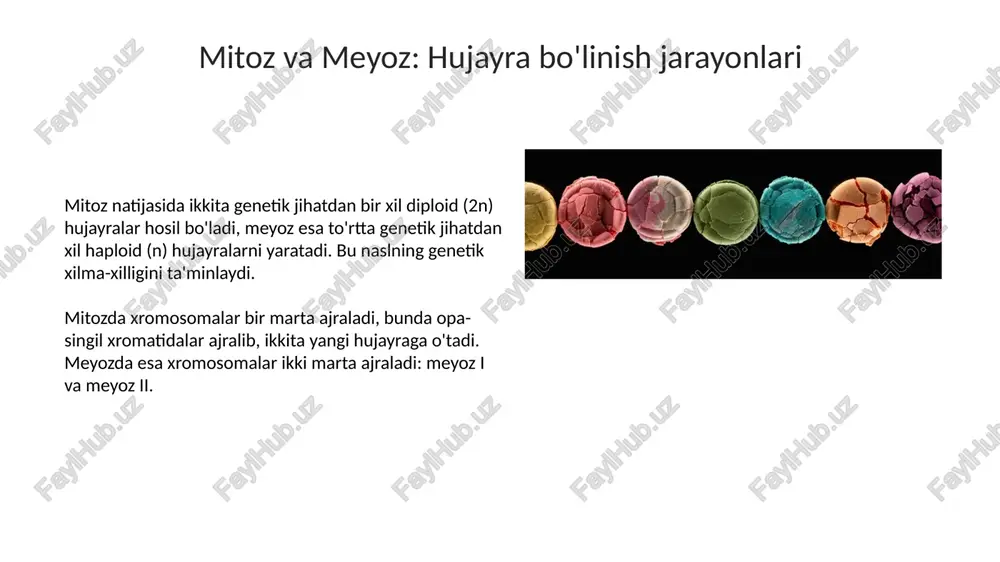 hujayrabiologiyasihujayrabo‘linishi - Page 5