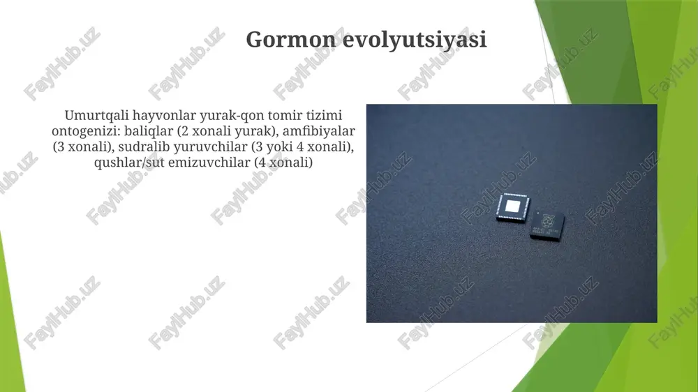 nafa olish sistemasining evolyutsiyasi va ontogenizi - Page 5