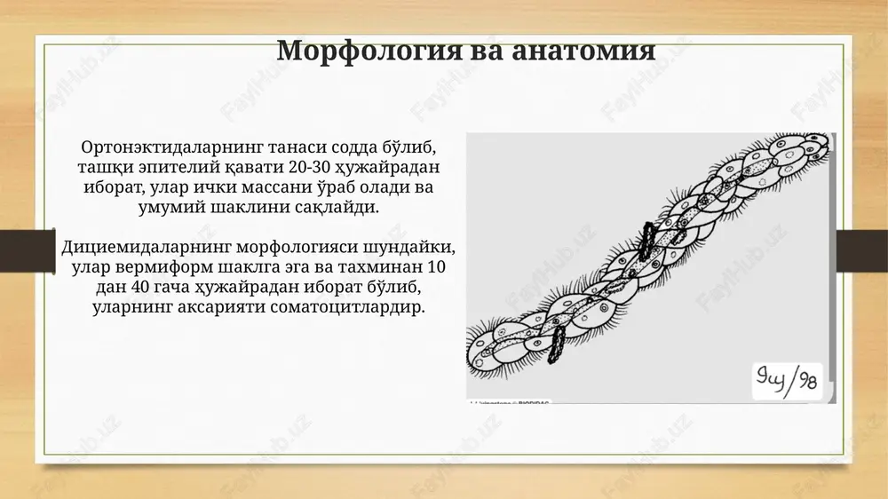 mesozoa orthonectida - Page 5