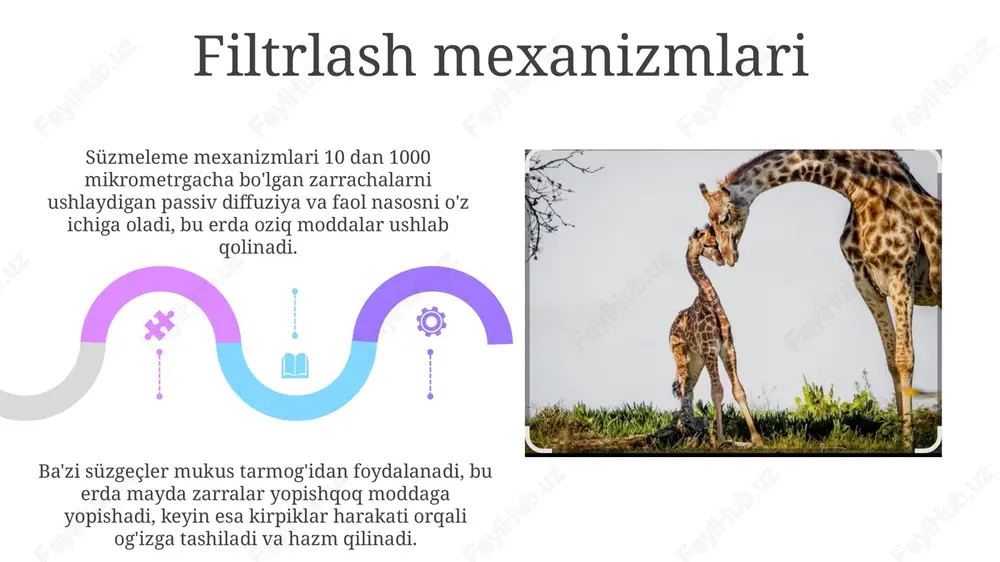 filtrlash oziqlantiruvchilarning kelib chiqishi va evolyutsiyasi - Page 5