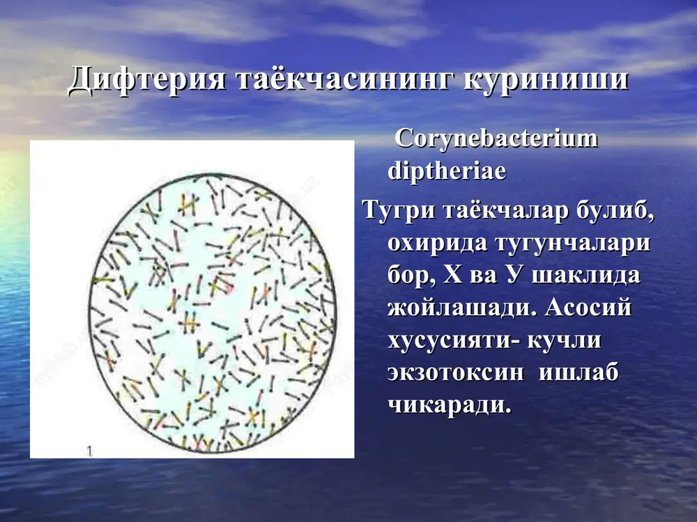 ma kelishi, ovozi bugik, nutki tushunarsiz. pulsi 140-160/min, yurak tonlari bugik, sistolik shovkin. tili kuruk, karash bilan koplagan, ogizidan shirinli, emon xid keladi. yutinish kiyinlashadi. agarda uz vaktida difteriyaga karshi zardob yuborilmasa, umumiy intoksikatsiya simptomlari kuchayadi va va jaraen buyrakka, yurakka utadi va bemor ulimiga olib keladi. tomok (ogiz- xalkum) difteriyasining toksik shakli tomok shishgan xolatda, kalin yugon plenka butun tomokni egallab olgan. nafas olish va yutinish bemor uchun ancha kiynlik tugdiradi. tomok difteriyasi, toksik shakli kasallik avj olish davrida tomok keskin shishdi, murtaklar kattalashgan, ikkala murtaklarda kalin iflos - kul rangdagi karashlar bulib, ular xalkumning yon va orka devoriga, ravoklarga, tilchaga tarkaladi. karashlar kiyin kuchadi, kuchirilgan joy konaydi. ogizdan shirin xid keladi tomok difteriyasi (ogiz- xalkum) shakllari tomok difteriyasining chegaralangan shakli. . tomok difteriyasi toksik shakli. tomok difteriyasi toksik shakli tomok difteriyasi, toksik shakli buyin shishning rivojlanganligi va tarkalganligiga karab 3 ta ogirlik darajasi farklanadi – 1 darajasi - …