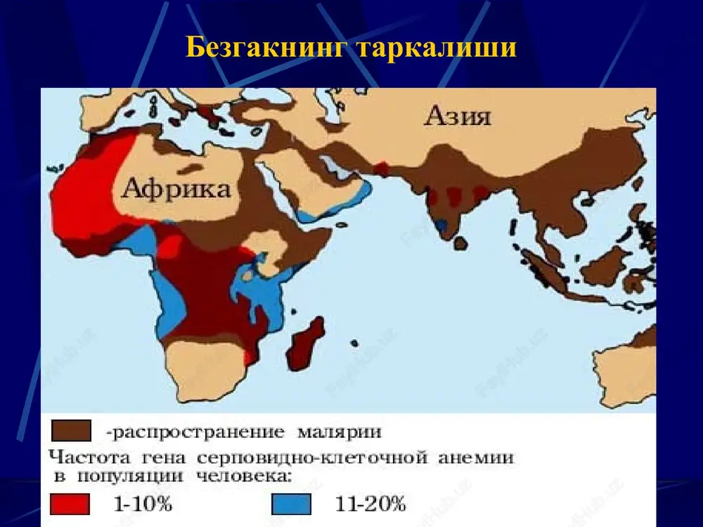 ab xurujlar kaltirash 15 minutdan 2-3 soatgacha davom etishi mumkin. issiklik davri – 2-6 soat, undan sung ter ajralishi davri. agar bemor davolanmasa, unda xurujlar 3-6 xaftagacha davom etishi, xurujlar engil utishi mumkin. 2-3 xaftasida anemiya rivojlanadi, eritrotsitlar soni 3,0- 10x12l past bulmaydi. 3 kunlik bezgakning temperatura chizigi ovale - bezgak 3- kunlik bezgakka uxshab kechadi. kasallik yumshok kechishi bilan fark kiladi, paroksizmlar kunaro, lekin kechki vakt kuzatiladi. jigar va talok kattalashishi, biroz ogrikli bulishi mumkin. ovale bezgak intermettirluvchi 3-kunlik istma kechkurungi paroksizmlar 4 –kunlik bezgak inkubatsion davr bir necha xafta oraliklarda uzgaradi. birinchi xurujlardan boshlab katt'iy davriylik xos- 2 kundan 3 kunga utishi. paroksizmlar kunning 2 yarmida kuzatiladi. kaltirash davri davomiyligi uzok va keskin namone buladi . issiklik davri 6 soatgacha. bu davrda – keskin bosh ogrishi, mushaklarda ogrik, kungil aynish, kayt kilish, alaxsirash, xushning buzilishi. xaroratning tushishi – kuchli terlash bilan kechadi. xuruj bulmaganda bemor xolati konikarli. jigar …
