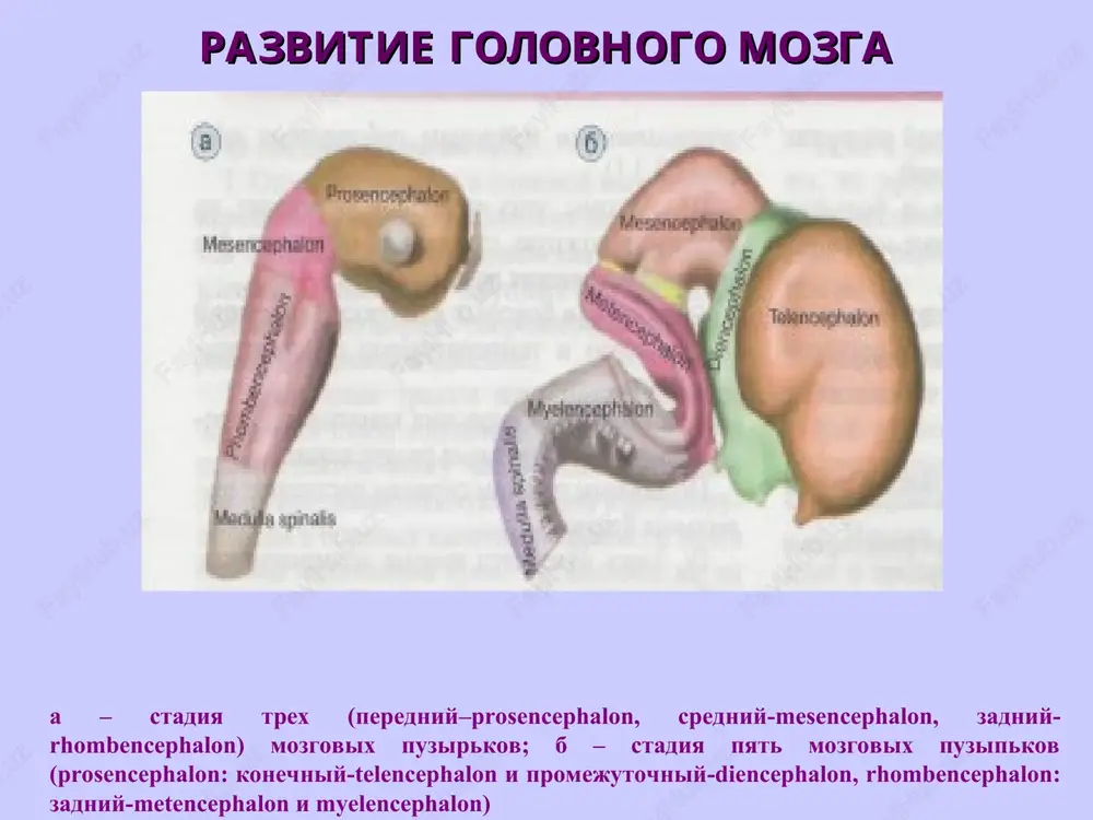 idasimon qavat 4. ichki donador qavat 5. ganglionar qavat 7. qon tomir 6. polimorf xujayralar qavati granulyar turdagi po'stloq: 2 va 4-qavatlari yaxshi rivojlangan – sezuvchi (eshituv, ko'ruv) markazlar) agranulyar turdagi po'stloq: 3-, 5- va 6-qavatlar yaxshi rivojlangan neokorteks tsitoarxitektonikasi qavatlari tarkibi o'simtalarning joylashishi molekulyar duksimon neyronlar va tolalar duksimon neyron o'simtalari po'stloq yuzasiga parallel joylashgan tashqi donador mayda piramidasimon, yulduzsimon neyronlar piramidasimon neyronning uchidan chiqqan dendritlar molekulyar qavatga ko'tariladi, yon o'simtalari shu eroning o'zida shoxlanadi, aksoni esa oq moddaga o'tib, yana po'stloqqa qaytadi va kortiko-kortikal nerv tolalarini xosil qiladi piramidasimon mayda va o'rta piramidasimon neyronlar (10-40 mkm) uchidan chiqqan dendritlari molekulyar qavatga ko'tariladi, yon dendritlari shu qavatdagi neyronlar bilan bog'lanadi, aksoni oq moddaga o'tib, kortiko-kortikal nerv tolasini xosil qiladi va u po'stloqqa qaytib, molekulyar qavatga yo'naladi ichki donador mayda piramidasimon, yulduzsimon neyronlar piramidasimon neyronlarning dendritlari molekulyar qavatga, aksoni oq moddaga yo'naladi ganglionarniy gigant piramidasimon neyronlar - bets xujayralari uchidan …