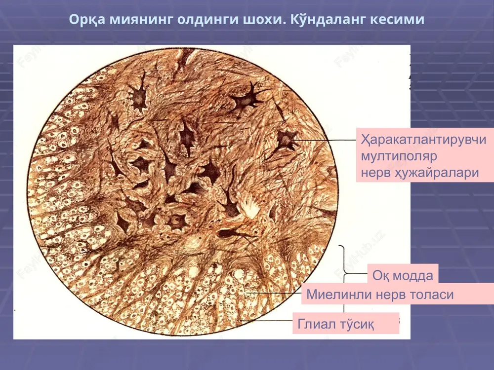 ktiruvchi to'qimali parda bilan o'ralgan vegetativ gangliy neyroni va gliotsitining ultrastrukturasi 1 2 3 4 5 2 6 7 1 – neyron yadrosi, 2 – gliotsit yadrosi, 3 – neyron tsitolemmasi, 4 – gliotsit tsitoplazmasi, 5 – mitoxondriyalar, 6 – yog' kiritmalar, 7 – nerv tolasi. ko'z olmasi 1 – sklera, 2 – muguz parda, 3 – limb, 4 – tomirli parda, 5 – tsiliar tana, 6 – tsiliar o'simtalar, 7 – gavxar, 8 – tsinn bog'lami 9 – kamalak parda, 10 – qorachiq, 11 – to'r parda, 12 – ko'r dog', 13 – ko'ruv nervi. 14 ko'z taraqqiyoti to'rtta davrining (i-iy) sxemasi. 1 – ko'z bo'rtmasi, 2 – birlamchi ko'z pufakchasi, 3 – gavxar ektodermasi, 4 – invaginatsiya, 5 – gavxar pufagi, 6 – gialoid tomir, 7 – muguz pardaning epiteliysi, 8 – to'r pardaning tashqi qavati, 9 – tomirli parda, 10 – sklera, 11 – birlamchi shishasimon tana, …