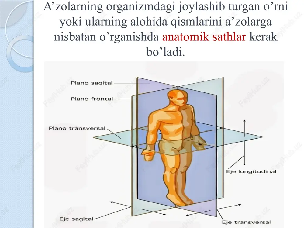 im pastga qaragan bo’ladi. kurak suyagi- scapula juft yassi suyak hisoblanib,bu suyakning 3ta chekkasi va 3ta burchagi bor. chekkalari: margo medialis margo lateralis margo superior. burchaklari: angulus superior angulus inferior, angulus lateralis. to’sh suyagi- sternum 3 ta qismdan iborat: dastasi- manubrium sterni tanasi- corpus sterni xanjarsimon o’siq- processus xiphoideus dastasida 3ta o’yiq bor: bo’yinturuq o’yig’i- incisura jugularis ikki yon tomonda- incisura clavicularis 1-qovurg’a o’yig’i- incisura costalis 1 tanasida qolgan qovurg’alar uchun –incisura costalis lar mavjud. e’tiboringiz uchun rahmat!!! image2.png image3.png image4.jpeg image5.jpeg image6.jpeg image7.jpeg image8.jpeg image9.jpeg image10.jpeg image11.jpeg image12.jpeg image13.jpeg image14.jpeg image15.jpeg image16.png image17.png image18.jpeg image19.jpeg image20.jpeg image21.png image22.png image23.jpeg image24.jpeg image25.jpeg image26.jpeg image27.jpeg image28.jpeg image29.jpeg image30.jpeg image31.jpeg image32.jpeg image33.jpeg image34.jpeg image35.jpeg image36.jpeg image37.jpeg image38.jpeg image39.png image40.jpeg image41.png image42.jpeg image43.jpeg image44.png image45.png image46.jpeg image47.jpeg image48.jpeg image49.png image50.png image51.png image52.png image53.png image54.png image55.png image56.png image57.jpeg image58.png image59.jpeg image60.png image61.jpeg /docprops/thumbnail.jpeg