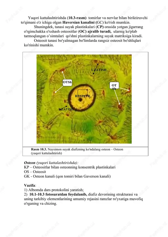 im etadi. kam kattalashtirishda (10.6-rasm) embrion suyakchasida :markazda diafiz (1) va periferiyasida epifiz yahshi ko’rinadi (2). 1 2 2 rasm 10.6. naysimon suyakning tog’ay modelining umumiy bo'ylama kesimi (kichik kattalashtirish) diafiz yuzasida (10.7-rasm) suyak rivojlanishining ushbu bosqichiga xos bo'lgan qalin hujayralarga boy biriktiruvchi to'qima periost (1.1) ko'rinadi. periostning osteojenik qatlami tufayli suyak qalinligi o'sadi. diafiz qalinligida turli shakl va o'lchamlarga ega bo'lgan yangi shakllangan suyakning oksifil bo'yalgan trabekulalari joylashgan. suyak to'qimasining murtaklari orasida suyak iligi murtaklari (1,4) mavjud bo'lib, ular ixcham yadroli va kam rivojlangan sitoplazmali kichik hujayralarning zich to’plamlari bilan ifodalanadi. kichik qon tomirlarining kesimlari (1,5) eritrotsitlarning tomir bo’shliqlarida to'planishi bilan taniladi. periost ostida to'g'ridan-to'g'ri yotgan suyak to'qimasi suyak manjetkasi (1.2) deb ataladi. u to'g'ridan-to'g'ri osteogenez orqali hosil bo'ladi. vayron qilingan tog’ay ostida joylashgan chuqur suyak to'qimasi endokondral (1.3) deb ataladi. to'g'ridan-to'g'ri va bilvosita osteogenezda birlamchi suyak trabekulalarining tuzilishi o'xshash. osteogenezning erta bosqichida degeneratsiyalangan tog’ay to'qimalarining qoldiqlari oksifil matriks …