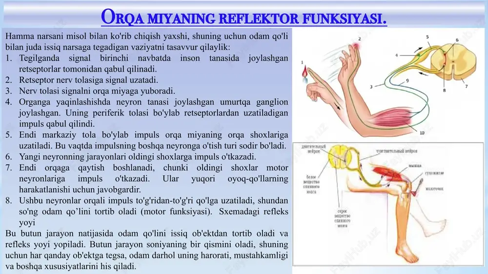 ga ega bo‘lib, o‘rtacha 14 mlrd. nerv xujayrasi, ya’ni neyronlardan tashkil topgan. po‘stloq qalinligi – 3-4 mm. po‘stloq g‘adir-budur tuzilishga ega bo‘lib, unda pushtalar va egatchalar farq qilinadi. po‘stloq 6 qavatdan iborat: 1 – molekulyar qavat; 2 – tashqi donador qavat; 3 – kichik piramidal xujayralar qavati; 4 – ichki donador qavat; 5 – katta piramidal xujayralar qavati; 6 – polimorf xujayralar qavati. po‘stloq neyronlararo aloqalarning juda ko‘pligi bilan ajralib turadi. bola dunyoga kelgandan to 18 yoshga to‘lgunga qadar ushbu aloqalar soni ko‘payib boradi. mchi va uchlamchi maydonlar. po‘stloqda birlamchi, ikkilamchi va uchlamchi maydonlar farq qilinadi birlamchi, ikkilamchi va uchlamchi maydonlar. po‘stloqda birlamchi, ikkilamchi va uchlamchi maydonlar farq qilinadi. po‘stloqda joylashgan proektsion, proektsion-assotsiativ va assotsiativ maydonlar: a – birlamchi maydonlar; b – ikkilamchi maydonlar; v – uchlamchi maydonlar birlamchi maydonlar proektsion tipdagi xujayralardan iborat bo‘lib, po‘stloq markazlarini periferiya bilan bog‘laydi. masalan, oldingi va orqa markaziy pushta neyronlari, ensa sohasida joylashgan …