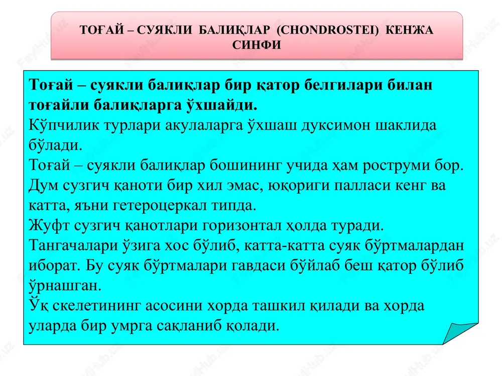 n bir qancha umurtqalar yig'indisidan iborat. zog'ora baliqning umurtqa pog'onasi boshqa suyakli baliqlarnikiga o'xshab tana va dum umurtqalariga bo'linadi. umurtqalar tanasi qo'sh botiq amfitsel tipda, ularning orasida xorda qoldiqlari saqlanib qolgan , xorda qoldiqlari umurtqa tanasini teshib o'tadigan tor kanallar orqali bir-biriga qo'shiladi. panja qanotlilar, ikki xil nafas oluvchilar va osyotrsimonlarda o'q skeleti vazifasini xorda bajaradi. qolgan suyakli baliqlarda haqiqiy suyak umurtqalar bo'ladi. tana va dum bo'limlarining umurtqalari tuzilishi jihatidan bir-biridan farq qiladi. o'q skeleti zog'ora baliqning umurtqalari: a – tana umurtqasi, b – dum umurtqasi: 1 – umurtqa tanasi, 2 – ko'ndalang o'simta, 3 – qovurg'a, 4 – ustki yoy, 5 – ustki ostist o'simta, 6 – pastki yoy, 7 – pastki ostist o'simta. juft suzgich qanotlari suyakli baliqlarning ko'kragida va qornida joylashgan. ko'krak juft suzgichining elka kamari tanada tayanch vazifani bajaradi. elka kamari barcha suyakli baliqlarda kuchli reduktsiyalangan birlamchi elka kamaridan, ya'ni ikkita kichkina xondral – kurak va …