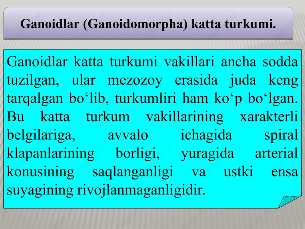 plar oilasining 50 ga yaqin tur va kenja turlari uchraydi. karpsimonlar baliqlar (cypriniformes) turkumi cyprinus carpio oq do‘ngpeshona bu turkumga 2 ta, ya’ni laqqalar (siluridae) va laqqachalar (sisoridae) oila hamda 1200 taga yaqin tur kiradi. ko‘pchiligi amerika, osiyo, afrikaning tropik va subtropik qismida tarqalgan, deyarli barcha turlari chuchuk suvlarda yashaydi. laqqalar (siluridae) oilasiga kiruvchi baliqlarning terisi ustida haqiqiy tangachalari bo‘lmaydi, y’ni yalang‘och, ayrim turlarida suyak tikan bo‘lishi mumkin. laqqa o‘rta osiyoda yashovchi barcha baliqlardan eng yirigi hisoblanadi, uzunligi 5 m gacha va og‘irligi 300 kg gacha boradi. laqqa baliqlarda 3 juft, ya’ni pastki jag‘ida ikki juft va yuqorigi jag‘ida bir juft mo‘ylovlari bo‘ladi.laqqa baliqlar yaxshi suza olmaydi, ular 3-4 yilda jinsiy voyaga yetadi. laqqachalar (sisopidae) oilasi. o‘rta osiyoning tez oqar daryolarida turkiston laqqachasi (glyptosternum retiulatum) uchraydi. bu laqqachaning ko‘zlari kichik, tumshug‘ida 4 juft mo‘ylovlari bor. rangi qoramtir-kulrangdan sarg‘ish-jigarranggacha. uzunligi 25 sm gacha boradi. o‘zbekistonda amudaryo va sirdaryoning tog‘li qismida uchraydi. …