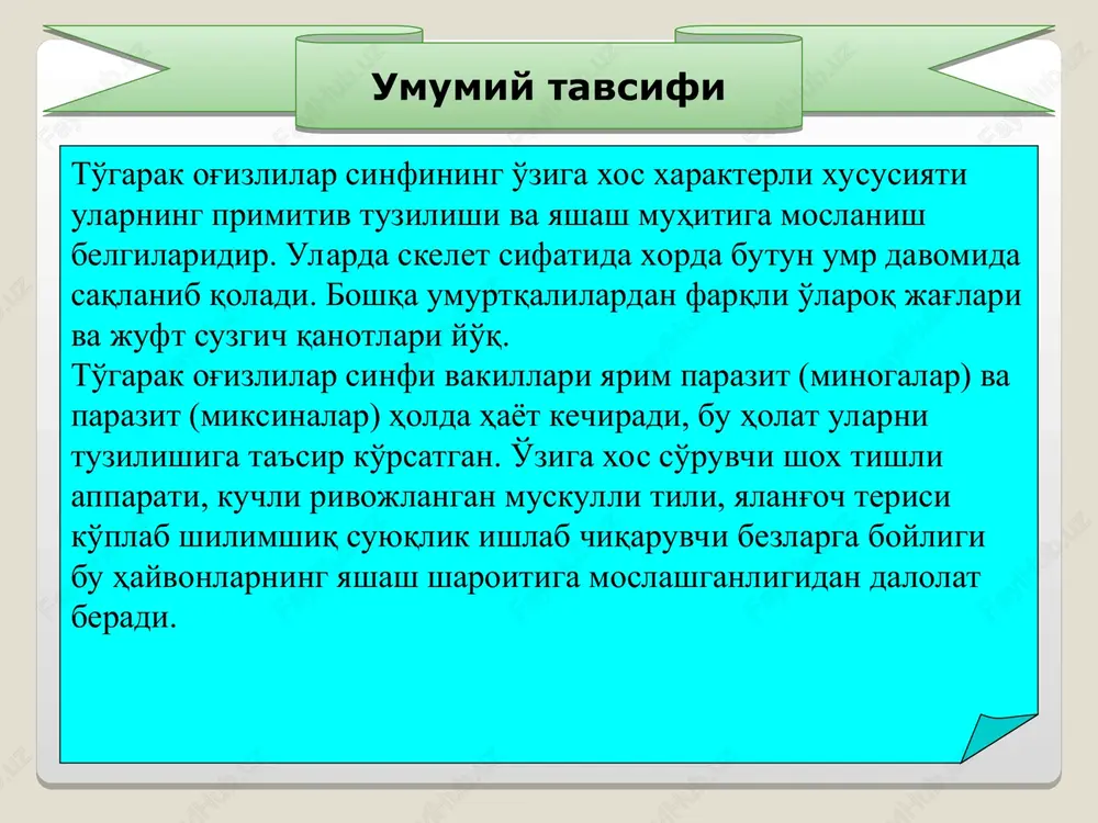 ta, 5 - keyingi kardinal vena, 6 - ichak arteriyasi, 7 - olib keluvchi jabra arteriyalari, 8 – qorin aortasi, 9 - jabra yoriqlari, 10 - yurak qorinchasi, 11 - yurak oldi bo'lmasi, 12 - venoz sinusi, 13 - jigar venasi, 14 - ichak osti venasi, 15 - dum venasi va arteriyasi. to'garak og'izlilarning bosh miyasi barcha umurtqalilarnikiga o'xshab beshta bo'limdan iborat . bosh miyadan 10 juft nervlar chiqadi. oldingi miya katta yarimsharlari juda kichik, nerv hujayralari miya tubida va hidlash bo'laklarida to'plangan. hidlash bo'laklaridan oldingi tomoniga hidlash nervlari (birinchi juft bosh nervlari) chiqadi. bu nervlar hid bilish kapsulasida hid bilish nervlariga tarmoqlanadi. oraliq miyaning yo'g'onlashgan yon devori (ko'rish do'mboqchasi) dan ko'zining to'r qavatiga ko'rish nervlari (ikkinchi juft bosh nervlar) chiqadi. o'rta miyaning ko'rish bo'lagidan ko'z muskullarini harakatlantiruvchi va blokli nervlar (uchinchi va to'rtinchi juft bosh nervlar) chiqadi. miyacha skelet muskullari ishini kordinatsiya qilish va tana muvozanatini saqlash vazifasini bajaradi. …