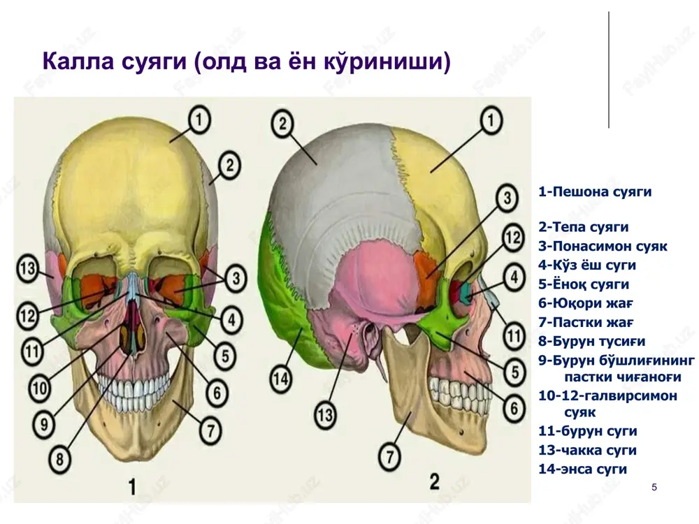dingi ustuning shikastlanishi oldingi ponasimon kompression sinish oldinga bukilgan kuch ta'siri natijasida yuzaga keladi, umurtka pag'onasining vertikal yo'nalishi bo'ylab r: -umurtqa tanasining balandligini pasayishi okibatida ponasimon deformatsiyasi, uchi ventral yo'nalishda (deformatsiya darajasi xar xil) -umurtqa tanasi strukturasi o'zgarishi ‹#› l1 umurtka tanasining kompression ponasimon sinishi ‹#› o'rta ustuning jarohatlanishi 1. «ezilib» kompression sinish umurtqa tanasining markaziy o'qi bo'ylab vertikal kuch ta'siri natijasida yuzaga keladi r: -umurtqa tanasini markaziy qismining botiq deformatsiyasi, umurtqaning oldorqa o'lchamining kattalashishi -umurtqa tanasini to'liq sinib fragmentatsiyalanishi mumkin -umurtqa tanasining orqa yukori qirrasini umurtqa kanaliga siljishi -yoylararo masofaning ortishi yoki yoylarning bir yoki ikki tamonlama sinishi ‹#› a- l2 tanasining sinishi ponasimon deformatsiyasi, orqa qismini fragmentatsiyasi, orqa miya kanalida suyak parchasi. b- kt rekonstruktsiya a b ‹#› l2 tanasini maydalangan sinishi, o'ng oyoq sinishi, yoylar va ko'ndalang o'simta ‹#› s7 tanasini kompression sinishi. s6 kisman listezi. orqa miya ezilgan. ‹#› patologik sinish (keksalarda) kompression sinish ‹#› orqa …