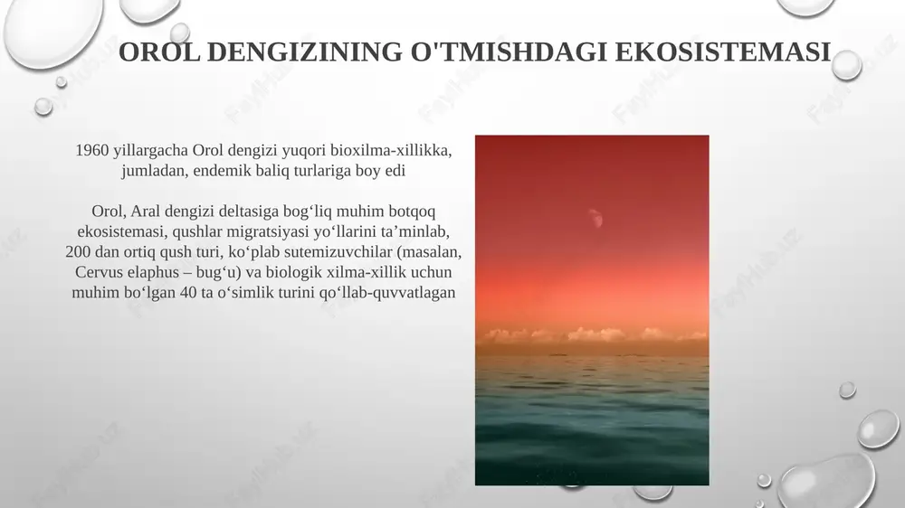 bjoy faunasi orol ekotizimi choʻlga aylanish va shoʻrlanish (orol dengizi hajmi asl hajmning 10% ga qisqargan) xavfi ostida. bu 500 ga yaqin oʻsimlik turi (galofitlar,kserofitlar) ga taʼsir koʻrsatib, 100 km radiusda bioxilma-xillikni kamaytirmoqda. amudaryo va sirdaryo daryolari deltasi suv tanqisligidan aziyat chekmoqda. e'tiboringiz uchun rahmat @taqdimot_robot image3.png image4.jpg image5.jpg image6.jpg image7.jpg image8.jpg image9.jpg image10.jpg image11.jpg image12.jpg image13.jpg image14.jpg image15.jpg image16.jpg image17.jpg image18.jpg image19.jpg image20.jpg image1.png