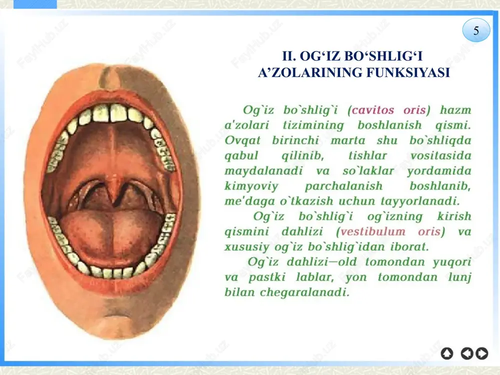 chaklar ovqat qoldiqlarini qayta ishlash va chiqindilarni chiqarishda muhim ahamiyatga ega. ovqat hazm qilish tizimining har bir bo‘lagi o‘ziga xos vazifani bajarib, inson sog‘lom hayot tarzini ta’minlashga xizmat qiladi. ushbu tizimning sog‘lom ishlashi uchun muvozanatli ovqatlanish va gigiyenik qoidalarga rioya qilish muhim ahamiyatga ega. foydalanilgan adabiyotlar bekjonov, a. va boshqalar. "inson anatomiyasi". toshkent: o‘zbekiston milliy universiteti nashriyoti, 2018. nazarov, r. "tibbiy biologiya va fiziologiya asoslari". toshkent: sharq nashriyoti, 2020. hasanov, sh. "ovqat hazm qilish fiziologiyasi". samarqand: zarafshon, 2019. guyton, a., & hall, j. "medical physiology". 13-nashr. philadelphia: elsevier, 2016. a’zamova, d. "bolalar sog‘lig‘ini asrashda ovqat hazm qilish tizimi". toshkent: fan va texnologiya, 2021. world health organization (who). "digestive health facts". geneva: who publications, 2020. image2.jpeg image3.wmf image4.wmf image5.jpeg image6.png image7.jpeg image8.png image9.jpeg image10.jpeg image11.jpeg image12.png image13.jpeg image14.jpeg image15.jpeg image16.jpeg image17.jpeg image18.jpeg image1.jpeg