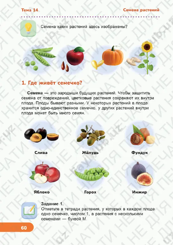 estestvoznanie 3 klass uroki 13-21 - Page 5