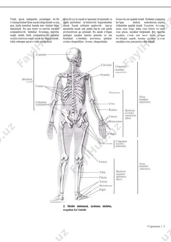 i va pastki qismidan u yuqori va pastki umurtqalar bilan aloqa qiluvchi yuzalar bilan chegaralangan. umurtqa tasaida asosan uni orqa tomonida ko’plab oziqlantiruvchi teshiklar, foramina nutricia- joylashgan bo’lib bu teshik orqali suyak to’qimasiga qon tomir va nerv tolalari kiradi. umurtqa tanasi bir-biri bilan umurtqalararo dilsklar (tog’aylar) bilan nrikadi va egiluvchan pog’ona-umurtqa 5. har xil shakildagi suyaklar, ossa, uzun suyaklar, ossa longi: 1a-bilak suyagi, ulna: 1b-barmoq va falanga suyaklari, os metacarpale et phalanges. kalta suyklar, ossa brevia: 2a-to’piq suyagi, latus: 2b-bilak usti suyaklari, ossa carpi: 2v-umurtqa, vertebrae: 3- yassi suyak, os planum(kurak,scapula) stranitsa | 6 6. suyak shakillari bo’yicha strukturalari. (a,b,v,g,d) a,a –katta boldir suyagi: b,b-son suyagining proksimal epifiz qismi: v,v-bel umurtqasi: g,g-tovon suyagi: d- miya qutisi. 1 - dag’al modda , substantia spongiosa: 2 - kompakt modda, substantia compactica: 3 - suyak ko’migi bo’shlig’i, cavitas medullaris: 4 - ichki plastinka, lamina interna: 5-tashqi plastinka, lamina externa: 6 - diploe, diploe: …
