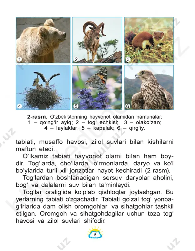 oyatda olisda bo‘lgani uchun ularning nuri yerga yetib kelguncha bir necha o‘n yil vaqt ketadi. quyosh nuri esa yerga bor-yo‘g‘i 8 minut- da yetib keladi. ko‘rib turibsizki, tunlari ko‘rinib turgan yulduzlarga nisbatan quyosh bizga juda yaqin ekan. htt p:/ /ed up ort al. uz 5-rasm . raketa quyoshga 5 oyda yetib borishi mumkin. quyosh - yerga eng yaqin bo ‘lgan yulduzdir. quyoshning yadrosida, ya’ni markazida harorat +15 000 000 °c dan yuqoridir. sirti tomon harorati pasayib boradi. quyosh sirtidagi harorat +6 000 °c atrofida bo‘ladi. yerdan quyoshgacha bo‘lgan masofa 150 000 000 kilometrga yaqin. quyoshning bizdan qanchalik uzoq ekanligini tasavvur qilib ko‘raylik. faraz qilaylik, har sekundda 12 kilometrdan yo‘l bosadigan tezuchar raketa yerdan quyosh tomon yo‘l olgan bo‘lsin. u quyoshga yetib borguncha deyarli 5 oy vaqt ketgan bo ‘lardi (5-rasm). koptok oling va uni yer shari deb tasavvur qiling. u v /y holda quyoshning kattaligi taqriban qancha bo‘lishini ^ ayting. …