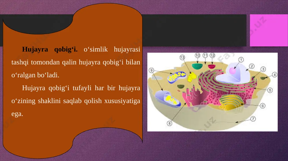 5-sinf botanika 06.hujayra – tiriklikning asosi+ - Page 5