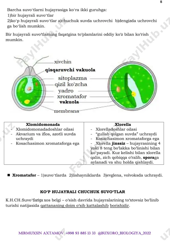, ayrimidan esa katta, yashil – arxegoniy (urgʻochi gametofit) unib chiqadi. (ikki uyli)  anteridiyda ko‗p xivchinli spermatozoidlar hosil bo‗ladi.  arxegoniyda esa 1ta tuxum hujayra hosil boʻladi. yomgʻirda urug‗lanish (spermatazoid+tuxum hujayra = zigota ) boʻladi. hosil boʻlgan zigotadan yana qayta sporafit oʻsib chiqadi. sporafit  spora  anterediy + arxegoniy  murtak (zigota)  sporafit 12 mirmuxsin axtamov +998 93 885 13 33 @buxoro_biologiya_2022 qirqquloqlar bo‘limi qirqquloqlarga ildizpoyali ko‗p yillik o‗tlar kiradi. faqat tropik va subtropik mintaqalardagina ularning daraxtsimon vakillari uchraydi. qirqboʻgʻimlardan – bargining yirikligi va boshoqlarining bo‗lmasligi bilan farq qiladi.  barglarining ostida yoki chetida qo‗ng‗ir rangli bo‗rtma (sorus)lar joylashgan boʻlib, sorus ichida sporangiy, sporangiy ichida spora yetiladi. oʻzbekistonda zuhrasoch qirqqulog‘i va suv qirqqulog‘ini uchraydi. zuhrasoch qirqqulogʻi suv qirqqulogʻi ildizpoyali, koʻp yillik ildizsiz, bir yillik bargi (poyasi) keng nashtarsimon, uzunligi 10-40 sm, 2-3 karra patsimon boʻlingan. bargi 3tadan joylashgan, 2tasi yaxlit suv ustida, 1tasi qirqilgan suv ostida (modifikatsion …