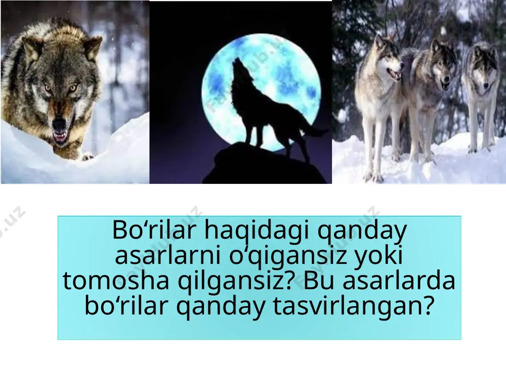 yzaj o‘quvchida ma’lum bir kayfiyat uyg‘otishi yoki qahramonlar ruhiy holatini tushunishga yordam berishi ham mumkin. “lobo” hikoyasida peyzaj qo‘llangan o‘rinni topib, qayta o‘qing. bu tasvir o‘quvchida qanday kayfi yat uyg‘otadi? tabiat tasviri va keyingi voqealar rivoji qay darajada bir-biriga uyg‘un (yoki uyg‘un emas)? loyiha o‘ylab ko‘ring-chi, asardagi voqealar obrazlar xarakterini ochishga qay darajada yordam beradi? muhammad ochilning “bo‘ri haqida ballada yoxud loboning muhabbati” asaridan parchani o‘qing va seton-tompson hikoyasi bilan solishtiring. muhammad ochil talqinidagi lobo seton-tompson tasvirlagan lobodan qanday farq qiladi? nima uchun? quyidagi jadvalni daftaringizda to‘ldiring. loboning sevgi kuchi qochib qoldi qo‘rqib, fursatida bo‘rilar. bunday kezda “to‘rt oyoqli” jonzot qo‘lidan axir ne kelar?! faqat lobo… aylab jon fi do, mahbubasi uchun hatto bandi bo‘lmoqqa tayyor. ko‘z o‘ngida faryod solar oqsiyna… oh! oh-nolasi yurakka sanchadi xanjar. lobo… qaydan keldi senga bunday kuch-qudrat? nahot sevgida bor shunday sir-u sinoat?! o‘kirigi buzib jumla-jahonni, parchalab tashladi bo‘rivashin band aylagan temir qopqonni. muhammad ochil …