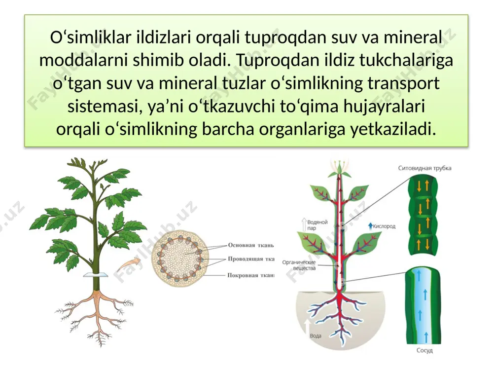 26-mavzu. tirik organizmlarda moddalar transporti - Page 5