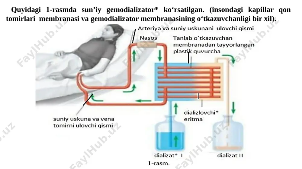 rakat yo‘nalishi noto‘g‘ri ko‘rsatilgan javobni aniqlang. a) chap bo‘lmacha diastola holatida, arterial qon to‘rtta qon tomir orqali bo‘lmachaga o‘tadi. b) o‘ng bo‘lmacha diastola holatida, venoz qon ikkita vena qon tomiri orqali bo‘lmachaga o‘tadi. c) chap qorinchalar sistola holatida, arterial qon yarim oysimon klapan orqali aortaga o‘tadi. d) o‘ng qorincha diastola holatda bo‘lganda, venoz qon o‘pka arteriyasiga o‘tadi. 4. funariya yo‘sini va belbog‘li ulotriksning umumiy belgilarini ko‘rsating. a) rizoidning mavjudligi; b) jinssiz ko‘payishning spora orqali amalga oshishi; c) fotosintez jarayonining xloroplastlarda kechishi; d) ko‘p hujayradan iborat arxegoniyda bitta tuxum hujayraning yetilishi; e) tallomga ega; f) o‘tkazuvchi sistemaga ega emasligi. a) a, b, f b) b, d, e c) a, e, f d) c, d, e 5. gullaydigan ikki uyli o‘simliklarni aniqlang. zuxrasoch; 2) turkiston archasi; 3) turkiston ismalog‘i; 4) dala qirqbo‘g‘imi; 5) funariya; 6) terak 2, 5 b) 1, 4 c) 4, 5 d) 3, 6 6. quyida berilgan qaysi hayvonlar …