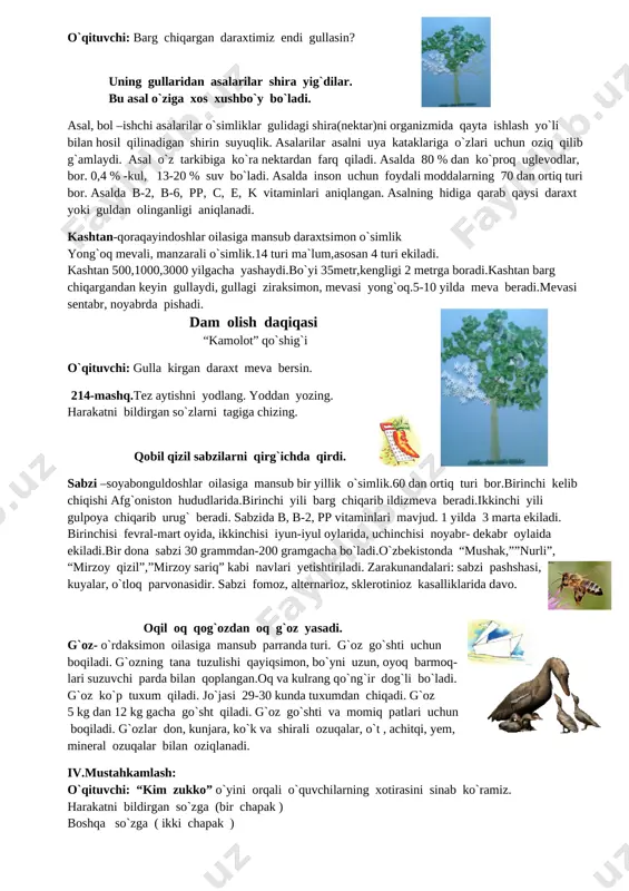 25.png] tol terak eman oq qayin shuntol chinor o`qituvchi: ingliz tilida so`zlashamiz. “mevali “ daraxt nomlarini ayting. apple,pear, cherry, grape, apricot… kashtan urug`idan ko`paytiriladi. ayrim navlari payvand qilinadi. shox-shabbalari keng, bargi oddiy,yirik bo`ladi. barg chiqargandan keyin gullaydi. o`qituvchi: barg chiqargan daraxtimiz endi gullasin? uning gullaridan asalarilar shira yig`dilar. bu asal o`ziga xos xushbo`y bo`ladi. asal, bol –ishchi asalarilar o`simliklar gulidagi shira(nektar)ni organizmida qayta ishlash yo`li bilan hosil qilinadigan shirin suyuqlik. asalarilar asalni uya kataklariga o`zlari uchun oziq qilib g`amlaydi. asal o`z tarkibiga ko`ra nektardan farq qiladi. asalda 80 % dan ko`proq uglevodlar, bor. 0,4 % -kul, 13-20 % suv bo`ladi. asalda inson uchun foydali moddalarning 70 dan ortiq turi bor. asalda b-2, b-6, pp, c, e, k vitaminlari aniqlangan. asalning hidiga qarab qaysi daraxt yoki guldan olinganligi aniqlanadi. kashtan-qoraqayindoshlar oilasiga mansub daraxtsimon o`simlik yong`oq mevali, manzarali o`simlik.14 turi ma`lum,asosan 4 turi ekiladi. kashtan 500,1000,3000 yilgacha yashaydi.bo`yi 35metr,kengligi 2 metrga boradi.kashtan …