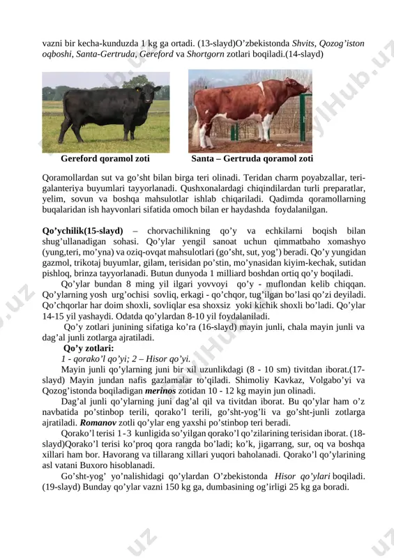 i bo’ladi.(12-slayd) shvetsariyaning simmental va rossiyaning kostroma zotlari sersut-go’shtdor zotlar hisoblanadi. simmental zoti yiliga 4000 l gacha sut beradi. [image: f:\xayvonlar\photo-58461610.jpg] go’shtdor zotlar asosan sifatli go’sht yetishtirish uchun ko’paytiriladi. ular vazni va tez yetilishi bilan sersut zotlardan ustun turadi. go’shtdor shortgorn zotli sigirlarning o’rtacha vazni 650 kg, buqalarniki esa 1000 kg dan ortiq bo’ladi. yosh buqalarning vazni bir kecha-kunduzda 1 kg ga ortadi. (13-slayd)o’zbekistonda shvits, qozog’iston oqboshi, santa-gertruda, gereford va shortgorn zotlari boqiladi.(14-slayd) [image: f:\xayvonlar\aberdin-angus_qoramol_zoti.jpg] [image: f:\xayvonlar\i (11).jpg] gereford qoramol zoti santa – gertruda qoramol zoti qoramollardan sut va go’sht bilan birga teri olinadi. teridan charm poyabzallar, teri-galanteriya buyumlari tayyorlanadi. qushxonalardagi chiqindilardan turli preparatlar, yelim, sovun va boshqa mahsulotlar ishlab chiqariladi. qadimda qoramollarning buqalaridan ish hayvonlari sifatida omoch bilan er haydashda foydalanilgan. qo’ychilik(15-slayd) – chorvachilikning qo’y va echkilarni boqish bilan shug’ullanadigan sohasi. qo’ylar yengil sanoat uchun qimmatbaho xomashyo (yung,teri, mo’yna) va oziq-ovqat mahsulotlari (go’sht, sut, yog’) beradi. qo’y yungidan gazmol, …