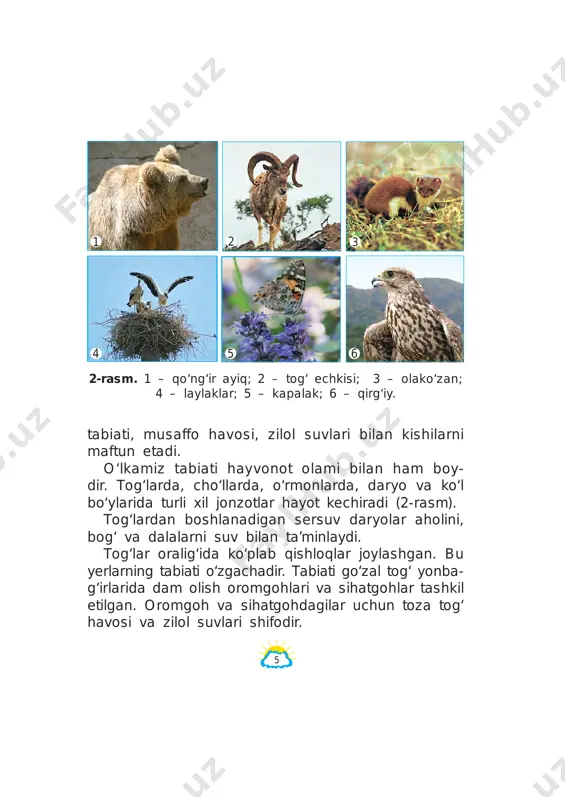 qin. quyoshning bizdan qanchalik uzoq ekanligini tasavvur qilib ko‘raylik. faraz qilaylik, har sekundda 12 kilometrdan yo‘l bosadigan tezuchar raketa yerdan quyosh tomon yo‘l olgan bo‘lsin. bu raketa quyoshga yetib borgun cha deyarli 5 oy vaqt ketgan bo‘lardi (5-rasm). koptok oling va uni yer shari deb tasavvur qiling. u holda qu yoshning kattaligi taqriban qancha bo‘lishini ayting. 5-rasm. raketa quyoshga 5 oyda yetib borishi mumkin. 5 oyda yetadi quyosh 150 000 000 km yer 11 ? quyosh – yerdagi hayot manbayidir quyosh bepoyon olamga tinimsiz yorug‘lik tarqatib turadi. bu yorug‘likning bir qismigina yerga keladi. yerdagi butun tirik tabiat – o‘simlik va hayvonlar, shu- ningdek, odamzod quyosh yorug‘ligi tufayli mavjuddir. faraz qilaylik, quyosh birdaniga g‘oyib bo‘lib qoldi. u holda yerda qanday o‘zgarishlar yuz berishi mum- kin? avvalo, hamma yoqni tim qorong‘ilik qamrab oladi. osmondagi oyning yorug‘ligi ham yo‘qoladi. chunki oy o‘zidan yorug‘lik chiqarmaydi, u quyosh nurini ko‘zgu kabi bizga qaytaradi, xolos. quyoshning …