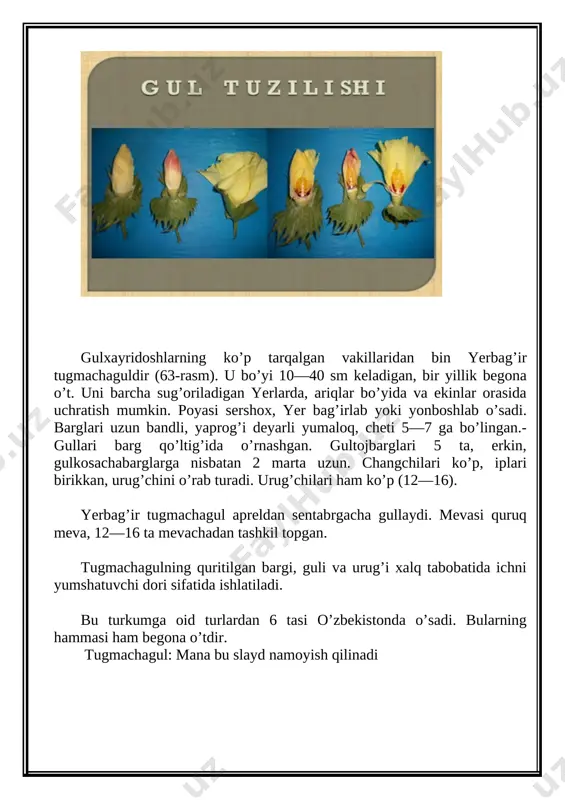 gulxayridoshlar oilasi - Page 5