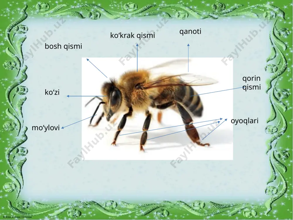 tabiiy fanlar ochiq dars - Page 5