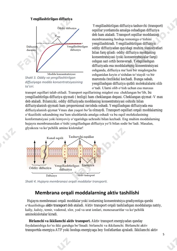 r voltajni saqlaydi. shuningdek, bu nasos nerv signallari hosil boʻlishida va oʻtkazilishida ham muhim ahamiyatga ega. na+-k+ nasosi tashuvchi oqsil boʻlib, oʻzida α va β oqsillarni saqlaydi. β subbirlikning vazifasi aniq boʻlmasada (u α subbirlikni membranga bogʻlash vazifasini bajarishi mumkin), α subbirlikning 3 ta muhim vazifasi maʼlum. 1. hujayra ichiga qaragan qismida 3 ta na+ bogʻlovchi joyi bor. 2. hujayra tashqarisiga qaragan qismida 2 ta k+ bogʻlovchi qismi bor. 3. oqsilning markaziy (natriyga yaqin) qismida atfaza aktivligiga ega qism joylashgan. ichkaridan uchta natriy va tashqaridan ikkita kaliy oqsilga bogʻlanadi, atf esa adf va fosfat kislotaga parchalanib energiya hosil qiladi. hosil boʻlgan energiya nasos oqsilini konformatsion oʻzgarishga uchratadi va kaliylar ichkariga, natriylar tashqariga ajratiladi. elektrik faol nerv hujayralarida jami atf energiyasining 60 – 70% i aynan shu nasos ishlashi uchun sarflanishi aniqlangan. na+-k+ nasosi hujayra hajmini saqlashda juda muhim. na+-k+ nasosining ishlamasligi hujayraning shishishiga va natijada uni yorilishiga olib keladi. nasosning …