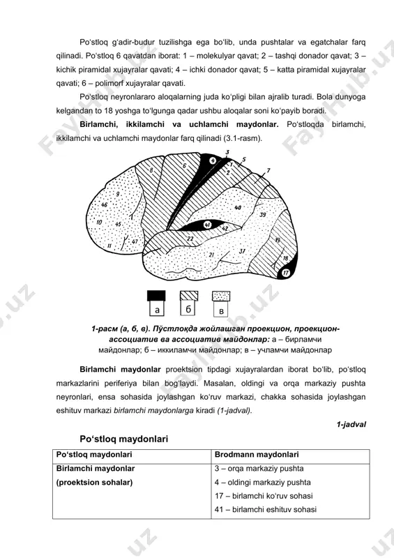 ilari p. flurans, f. xolts, k. leshli edi. keyinchalik bu ikkala ta’limot ham inqirozga uchradi. nima uchun? birinchidan, po‘stloqning lokal zararlanishlarida har doim ham neyropsixologik buzilishlar yuzaga kelavermadi. ikkinchidan, yuzaga kelgan neyropsixologik buzilishlar regressga uchraganda ham lokal buzilishlar saqlanib qolaverdi. bu, albatta, qiziqarli fenomen edi. ushbu ikkala ta’limotni o‘zaro solishtirib mukammal o‘rganishga urinishlar va klinikada qo‘lga kiritilgan yangi ma’lumotlar oliy ruhiy funktsiyalarning sistem dinamik joylashish qonuni yaratilishiga turtki bo‘ldi. orf po‘stloqning tor bir sohasida joylashishi mumkin emas, balki uning har biri uchun o‘zaro faoliyat ko‘rsatuvchi funktsional sistemalar javobgardir, ya’ni har bir oliy ruhiy funktsiyaning ta’minlanishida bosh miya katta yarim sharlari po‘stlog‘ining turli qismlari o‘z hissasini qo‘shadi. 3.bosh miya katta yarim sharlari po‘stlog‘i bosh miya katta yarim sharlari po‘stlog‘i (keyinchalik po‘stloq) ham filogenetik, ham ontogenetik jihatdan keyin paydo bo‘lgan tuzilmadir. po‘stloqning asosiy vazifalaridan biri – insonning ruhiy faoliyatini boshqarish. bir so‘z bilan aytganda, po‘stloq ongli faoliyatga mas’ul. po‘stloq kulrang tusga ega …