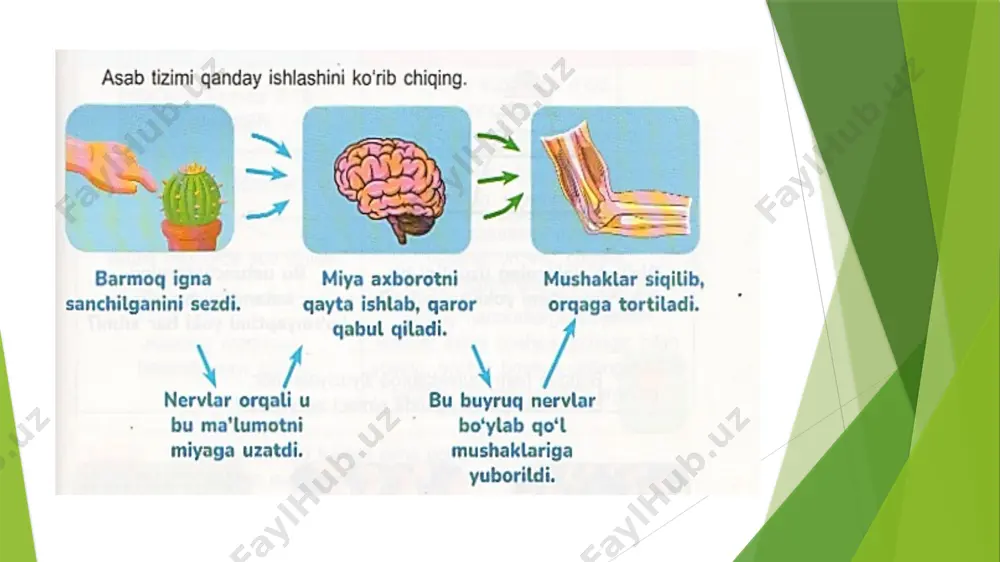 miya va asab tizimi.4-sinf. absatova guzal - Page 5