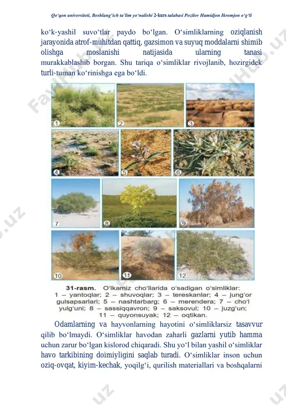 htadan to‘p bo‘lib o‘sadi. tog‘larda na’matak, cho‘llarda juzg‘un, saksovul, quyonsuyak kabi butalarni uchratish mumkin. kech kuzda butalarning barglari to‘kilib, keyingi yili yangi barglar chiqaradi. butalar ko‘p yil davomida gullab, meva beradi. na’matakning bir joydan o‘ndan qoʻqon universiteti, boshlangʻich ta’lim yoʻnalishi 2-kurs talabasi pozilov hamidjon ikromjon oʻgʻli ortiq, ba’zilarining undan ham ko‘p poyalari o‘sib chiqqan bo‘ladi. uning bo‘yi 2 metrgacha bo‘lib, aprel oyida oppoq, pushti, sariq gullar bilan qoplanadi. gullarining hidi xushbo‘y bo‘ladi. asalarilar na’matak gullaridan bol yig‘ib, ularni changlatadi. changlangan gullaridan mevalari hosil bo‘ladi. na’matak mevasi avgust-sentabr oylarida pishadi. mevasi shifobaxsh hisoblanadi. daraxtlarning poyasi yog‘ochlangan, qattiq, bitta va yo‘g‘on bo‘ladi. yo‘l chetlarida chinor, qarag‘ay, eman, zarang, terak, tol kabi daraxtlarni ko‘rish mumkin. tog‘ yonbag‘irlarida archa, yong‘oq, do‘lana, yovvoyi olma, olcha, bodom kabi daraxtlar ko‘p o‘sadi. o‘rmonlarda daraxtlar zich bo‘lib o‘sadi. o‘rmonlar daraxtlar o‘sishi uchun issiqlik va namlik yetarli bo‘lgan joylarda hosil bo‘ladi. o‘rmon qoʻqon universiteti, boshlangʻich ta’lim yoʻnalishi 2-kurs talabasi …