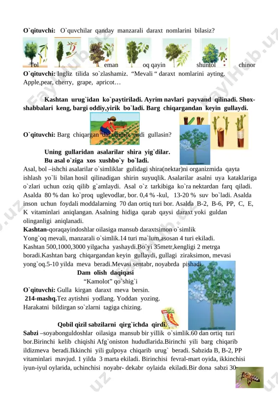 uning ko`rinishi juda chiroyli. havoni tozalaydi. [image: ] o`qituvchi: ularni ekishdan maqsad: tabiatimizni chiroyli qiladi, issiq havodan asraydi, toza havo etkazib beradi, soyalarida dam olsa bo`ladi,o`simliklar karbonot angidridni yutib , bizga kislorod yetkazib beradi. o`qituvchi: o`quvchilar qanday manzarali daraxt nomlarini bilasiz? [image: ][image: ][image: ][image: ][image: ][image: ] tol terak eman oq qayin shuntol chinor o`qituvchi: ingliz tilida so`zlashamiz. “mevali “ daraxt nomlarini ayting. apple,pear, cherry, grape, apricot… [image: ][image: ] kashtan urug`idan ko`paytiriladi. ayrim navlari payvand qilinadi. shox-shabbalari keng, bargi oddiy,yirik bo`ladi. barg chiqargandan keyin gullaydi. [image: foto-0004]o`qituvchi: barg chiqargan daraxtimiz endi gullasin? uning gullaridan asalarilar shira yig`dilar. bu asal o`ziga xos xushbo`y bo`ladi. asal, bol –ishchi asalarilar o`simliklar gulidagi shira(nektar)ni organizmida qayta ishlash yo`li bilan hosil qilinadigan shirin suyuqlik. asalarilar asalni uya kataklariga o`zlari uchun oziq qilib g`amlaydi. asal o`z tarkibiga ko`ra nektardan farq qiladi. asalda 80 % dan ko`proq uglevodlar, bor. 0,4 % -kul, 13-20 % suv …