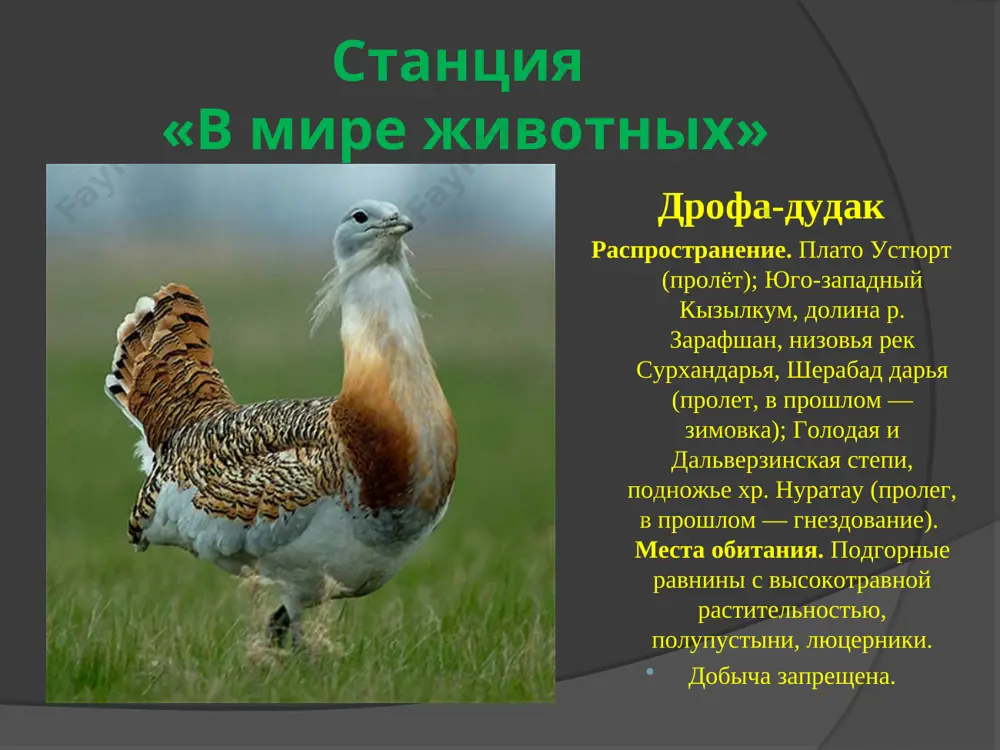 gosudarstvenniy zapovednik. ego territoriya 30094 ga, iz nix 4192 ga pokriti lesom. on raspolojen na severo-zapadnom sklone gissarskogo xrebta. stantsiya «ostorojno, zapovednik!» arnasayskiy zapovednik. organizovan v 1977 g. na ploshadi 63000 ga v djizakskoy oblasti. vdol severnoy podoshvi nuratinskogo xrebta raspolojena tsepochka vpadin, poluchivshaya nazvanie arnayskix . stantsiya «ostorojno, zapovednik!» zarafshanskiy zapovednik v 1975 g. v samarkandskoy oblasti obrazovan zarafshanskiy gosudarstvenniy zapovednik. ego ploshad 2518 ga. tsel ego sozdaniya – vosstanovlenie i soxranenie ischezayushego, krasiveyshego zeravshanskogo fazana, tsennogo lekarstvennogo kustarnika oblepixi, tugaynoy rastitelnosti. stantsiya «ostorojno, zapovednik!» kizilkumskiy zapovednik. etot zapovednik organizovan v pribrejnoy chasti amudari v 1971 g. (on protyanulsya vdol ee beregov na 30 km; on sostoit iz dvux obosoblennix uchastkov: tugaynogo i pustinnogo. ploshad 3985 ga, iz nix 1883 ga pokriti lesom. pravila druzey prirodi 1. ne ostavlyay nepogashennim kostyor! 2. ne brosay musor! 3. podkarmlivay ptits zimoy! 4. vimil ruki – zakroy kran! 5. vixodya iz komnati, …