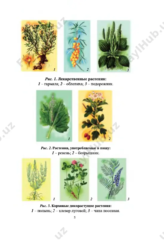 iy vid; 2 - tsvetok; 3 - korobochka; 4 - raskrivshayasya korobochka. 9 ris. 7. nasekomoyadnie rasteniya: 1 - nepentes (kuvshinka); 2 - drosera. stvennie kroni i razmeri, a takje ix jiznestoykost i to, chto pitaniem dlya nekotorix iz nix, kak i dlya jivot­ nix, yavlyayutsya jivie sushestva, nasledstvennie fakto­ ri, blagodarya kotorim oni rastyat svoe potomstvo podle sebya (ris. 7). u kajdogo vida rasteniy est chudesnie svoystva, prisushie tolko emu. mojno privesti mnogo prime­ rov, podtverjdayushix raznoobrazie mira rasteniy. na­ primer, seyshelskie palmi plodonosyat odin raz v 10 let, i ves kajdogo orexa dostigaet 25 kg; meksi­ kanskie kaktusi vmeshayut v sebya vodu do 200 litrov; drakonovie derevya, rastushie na kanarskix ostro­ vax, dostigayut 6000-letnego vozrasta; tsveti raffle­ zii s ostrova sumatra dostigayut 1 metra v diametre i dr. takie dikovini vstrechayutsya i sredi rasteniy na­ shego kraya. naprimer, v peschanix barxanax pod palya­ shim solntsem rastut s ele …