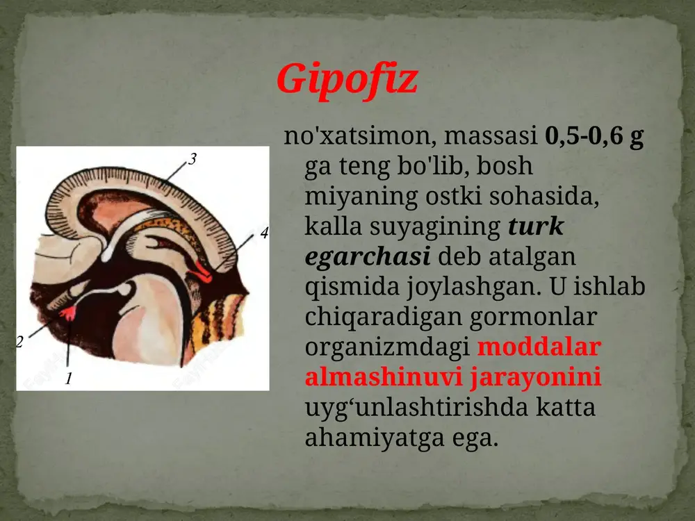 ng ustki qismida joylashadi. ularning birgalikdagi og'irligi 10-20 g. buyrakusti bezlari ikki qavat: ustki - po'stloq va ichki - miya qavatidan iborat. buyrakusti bezining po'stloq qavatida mineralokortikoid, glukokortikoid, androgen va esterogen gormonlari, ichki qavatida noradrenalin va adrenalin gormonlari ishlab chiqariladi. buyrak usti bezlari buyrakusti bezining po'stloq qavatida mineralokortikoid gormoni organizmda mineral tuzlar almashinuvi boshqarilishida ishtirok etadi glukokortikoid gormoni organizmda oqsil va uglevod almashinuvini boshqarishda ishtirok etadi. ular ta'sirida qonda qand, jigarda glikogen miqdori ortadi. allergik kasalliklarni susaytiradi, bu gormondan tayyorlangan dori (prednizolon, gidrokortizon) allergiya kasalliklariga qarshi ishlatiladi androgen va esterogen gormonlari erkaklar va ayollarning jinsiy bezlari funksiyasini kuchaytiradi buyrakusti bezlarining ichki - miya qismida noradrenalin va adrenalin gormonlari ishlab chiqariladi. bu ikkala gormonning ta'siri bir xil bo'lganligi uchun ular birgalikda katexolamin deb ham yuritiladi. bu gormonlar arterial qon bosimini oshiradi, yurak qisqarishini tezlashtiradi, to'qimalarda moddalar almashinuvini kuchaytiradi. odam hayajonlanganda, achchiqlanganda, qo'rqqanda katexolamin hosil bo'lishi kuchayadi. shuning uchun bunday holatlarda odamning …