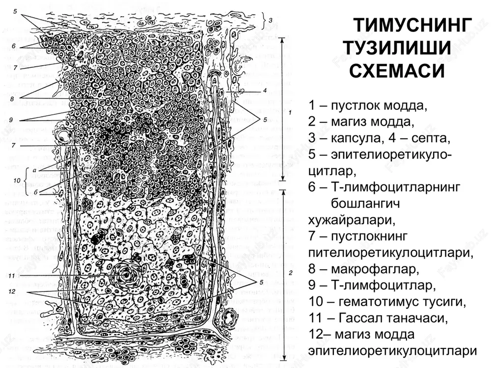 qon yaratuvchi va immun-himoya a'zolari - Page 6