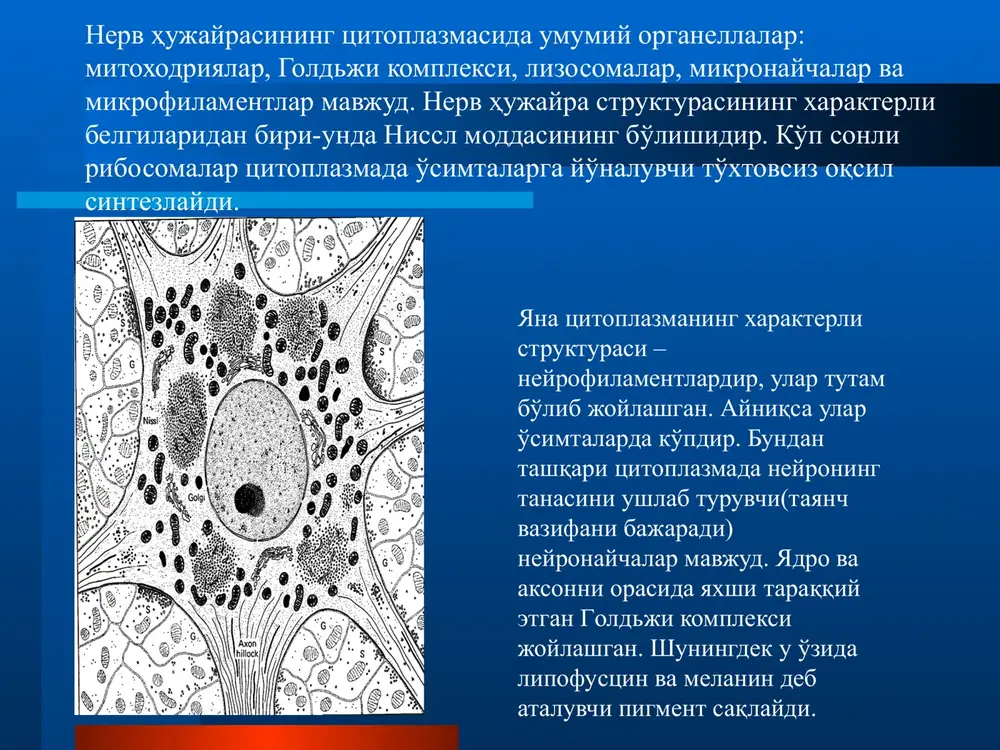 sezuvchi retseptorlar. periferik nerv regeneratsiyasi regeneratsiyaning asosiy bosqichlari keltirilgan. (a) normal nerv tolasida perikarion, donador endoplazmatik to'r (nissl substantsiyasi) va effektor nerv oxiri ko'rsatilgan. (b) nerv tolasi kesilganda tanasida bir qator o'zgarishlar sodir bo'ladi. uning xajmi kattalashadi, yadro xujayra tanasining chekka qismiga siljiydi. xromatofil modda o'zgarib xromatolizga uchraydi, keyinroq tamoman yo'q bo'lib ketadi periferik nerv regeneratsiyasi v) mielin qavat membranalari emirilgan bo'lib, makrofaglar yoki mikrogliya hujayralari tomonidan fagotsitoz qilinadi (rasmda binafsha rangda ko'rsatilgan). g) nerv tolasining qayta tiklanishi. image2.png image3.png image4.png image5.png image6.png image7.png image8.png image9.png image10.png image11.png image12.png image13.png image14.png image15.png image16.png image17.png image18.png image19.png image20.png image21.png image22.png image23.png image24.png image25.jpeg image26.emf image27.png image28.png image29.png image30.jpeg image31.png image32.jpeg image33.png image34.png image35.emf image36.emf image37.png image38.png image39.emf image40.png image41.png image42.png image43.jpeg image44.png image45.png image46.png image47.png image48.png image49.png image50.png image1.jpeg mielinsiz nerv tolasi mielinli nerv tolasi 1.odatda tolaning periferiyasida bir q ancha o'q tsilindrlar joylashadi. 1.tola markazidagi 1 ta o'q tsilindr 2. …