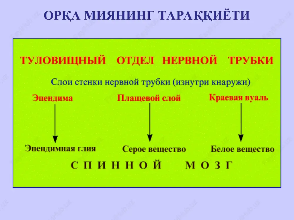 : ganglioz qavat markaziydendrit bets xujayrasi yadro dendritlar qon tomiri akson gemato-entsefalik to'siq diagram of the meninges the meninges intramural mushaklararo nerv chigali (auerbax) multipolyar neyronlar nerv tolasi siyrak biriktiruvchi to'qima ichak vegetativ gangliysi multipolyar neyronlari ravnootrostchatie kletki dogelya ii tipa yadra gliotsitov neyron s dlinnim aksonom (i tipa dogelya) akson ravnootrostchatie kletki dogelya ii tipa yadra gliotsitov neyron s dlinnim aksonom (i tipa dogelya) ravnootrostchatie kletki dogelya ii tipa yadra gliotsitov akson neyron uzun aksoni bilan (i tip dogel) teng usimtali dogel hujayralar gliotsitlar yadrosi kuyosh chigalining tuguni multipolyar neyron nerv tolasi biriktiruvchi to'qimali parda gliotsitlar simpatik tugunning kuyosh chigalli fragmenti: 1 – effektor neyronlari, 2 – glial hujayralar 1 1 2 orqa miya tuguni kabi,xar bir neyron tanasi, glial hujayralar, bazal membrana va ingichka biriktiruvchi to'qimali parda bilan o'ralgan vegetativ gangliy neyroni va gliotsitining ultrastrukturasi 1 2 3 4 5 2 6 7 1 – neyron yadrosi, 2 …