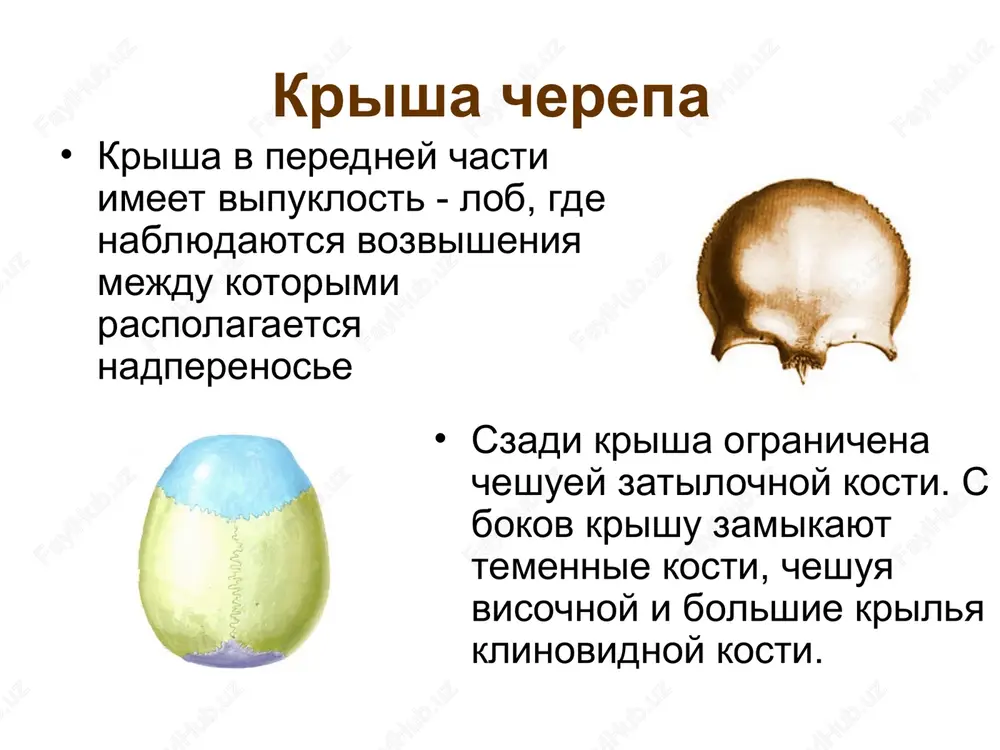 cherep i skelet tulovisha - Page 6