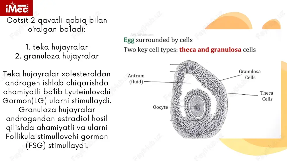 h sodir bo'lsa, birinchi navbatda, oyoqcha venoz tomirlarining siqilishi va qon ketishining to'xtashi tufayli o'zgarishlar kuzatiladi. elastik arteriyalar o'simtani arterial qon bilan ta'minlashda davom etadi. yaqqol venoz dimlanish kuzatiladi: tuxumdon kistasi tez kattalashib boradi, membrana yoki parenximada qon quyilish kuzatiladi. agar oyoqchaning buralishi arteriyalarning siqilishi bilan birga kechsa, unda tuxumdon to'qimalarining nekrozi yuzaga keladi, bu esa peritonitning rivojlanishiga olib kelishi mumkin. tuxumdon kistasi oyoqchasining buralib qolishi. tana holatini keskin o'zgartirish. travma. og'ir jismoniy faoliyat. homiladorlik, tug'ruqdan keyingi davr siydik pufagi to`la holatda yurish. ichak peristaltikasining kuchayishi. kista oyoqchasining buralishi sabablari: tuxumdon kistasining anatomik oyoqchasi qon va limfa tomirlari, nervlar, lig. infundibulopelvicum va tuxumdonning xususiy boylamidan iborat. tuxumdon kistasining jarrohlik oyoqchasi ko'pincha kistaning anatomik oyog'idan, haddan tashqari cho'zilgan bachadon naychasidan iborat bo'lib, u ichak qovuzloqlari, charvi va boshqa qismlarni ham o'z ichiga olishi mumkin. qorin bo'shlig'ida kuchli og'riq. tana haroratining ko'tarilishi. qusish va ko'ngil aynish. diareya yoki ich qotishi. qon bosimini …