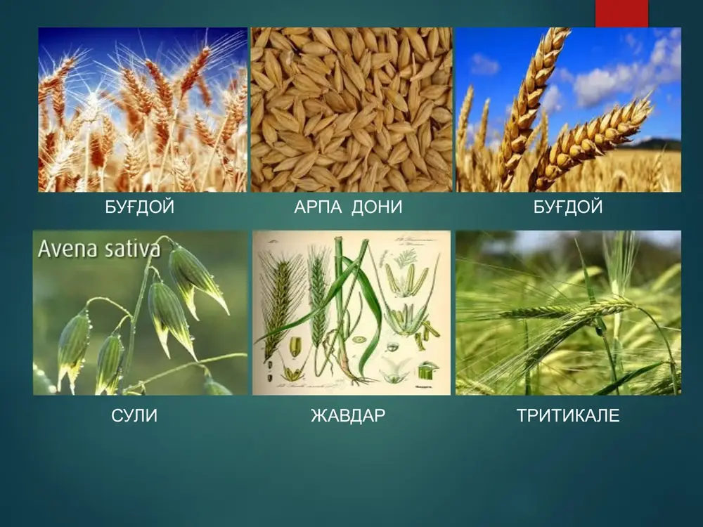 di, poyasining pastki barglari bilan bo’g’imlarigina sarg’aya boshlaydi. doni yashil, lekin to’la shakllangan bo’lib, ezilganda sutga uxshash suyuqlik ajraladi. namligi 60% dan 40% gacha o’zgarib turadi (fazaning boshlanishi va oxirida). donda organik moddalar tuplanib, murtak shakllanib boradi. 2. mum pishiqlik fazasi endosperm mumsimon, eziluvchan, tir­noq bilan oson kesiladigan holatda bo'ladi. don namligi 25-30 % gacha kamayadi, faza davomiyligi 3-6 kun. bunda donda to'plangan oziq modda­lar miqdori donning to'la pishiqlik davridagidan kam farq qiladi. havo sernam bo'lganda bu davr cho'zilib ketishi mumkin. bu davr hosilni ikki fazali usulda – avval o'rilib, keyin yanchib olish uchun eng qulay muddat. endosperm kattalashadi, shishasimon yoki unsimon bo'lib, rangi shu don uchun xos bo'ladi, namligi 8-22 %. faza davomiyligi 3-5 kun. bu fazada donda murakkab biokimyoviy jarayonlar sodir bo'ladi va urug'lar me'yordagi unuvchanlikka ega bo'ladi. 2. qattiq pishiqlik fazasi kuzgi don ekinlarini qishga chidamligi qishlash davrida o’simliklarni noqulay sharoitlar kompleksiga chidamligi ularning qishga chidamligi deyiladi. …