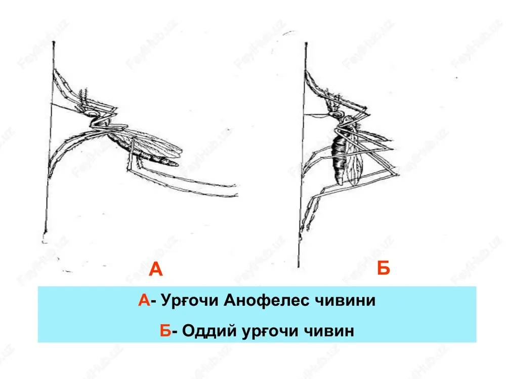 moyon bo'ladi. klinikasi. kasallik qo'zg'atuvchisini turlariga qarab 4 xil bezgak farqlanadi: uch kunlik bezgak (malaria tertiana), tropik bezgak (malaria trorica), to'rt kunlik bezgak (malaria quarl-ana) va ovale-bezgak (ovale malaria). bezgakni klinik kechishida quyidagi davrlar farqlanadi: inkubatsion (birlamchi latent), o'tkir hurujlar (paroksizmlar) davri, barvaqt retsidivlar, hurujlar oralig'i (ikkilamchi latent), kechikkan retsidivlar davri. odatda, uchkunlik va ovale bezgaklari prodrom davridan boshlanadi (5 kungacha), bu davrning asosiy belgilari: harorat subfebril, engil bosh og'rig'i, et uyushish, tanani qaqshab olishi. tropik va to'rtkunlik bezgak prodrom davrsiz, hamma vaqt yarim o'tkir yoki o'tkir boshlanadi. kasallikning klinik belgilari: badan qaqshab, bemor sovqotadi. ustiga duch kelgan narsani yopib yotsa ham isimaydi. oradan 1-2 soat o'tgach, isitma ko'tarilib ketadi va tana harorati 41ºs, ba'zan undan ham yuqori darajaga ko'tariladi. isitma ko'tarilgan vaqtda bemor bosh og'rishi, qungil aynashidan shikoyat qiladi. bemorning yuzi va terisi qizargan, paypaslab ko'rganda issiq tuyuladi. bel sohasi va chap biqinda kuchli og'riq bo'lishi mumkin. tomir urishi …