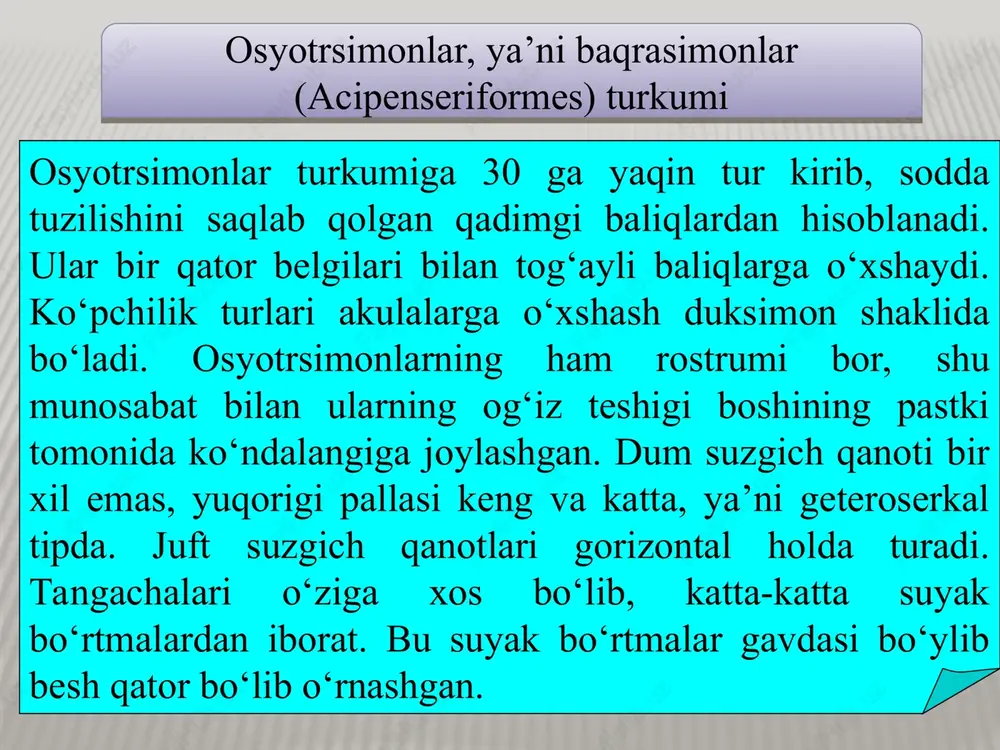 urkumining turlari ko‘p emas, yani 10 ga yaqin turlari bor. ular yirtqichlik qilib hayot kechiradi. cho‘rtan baliqlarning tanasi cho‘zinchoq bo‘lib, boshi juda katta, tumshug‘i cho‘ziq va yassi. pastki jag‘i oldinga turtib chiqqan. jag‘ida tishlari juda ko‘p. orqa, dum va dum osti suzgich qanotlari bir-biriga yaqin joylashgan bo‘lib, ular o‘ljasini sakrab ushlab olishga yordam beradi. ichagi bilan suzgich pufagi qo‘shilgan. respublikamizning janubdagi daryolarida va ko‘llarida oddiy cho‘rtan baliq (esox lucius) uchraydi. cho‘rtan baliqlarning uzunligi 1 metrgacha, og‘irligi 10 kg atrofida. eng katta cho‘rtanlarning uzunligi 1,5 metr, og‘irligi esa 35-37 kg gacha boradi. erkak cho‘rtan baliq 2-3 yoshda, urg‘ochisi esa 4 yoshda jinsiy voyaga yetadi. cho‘rtan baliqlarning ozig‘i baqa, mayda qushlar va baliqlar hisoblanadi. bu baliqlar ovqatga ishlatilgani bilan unchalik ov ahamiyatiga ega emas. cho‘rtansimon baliqlar (esociformes) turkumi cho‘rtan baliq (esox lucius) cho‘rtan baliq (esox lucius) bu turkumning turlari(150 ta) uncha ko‘p emas. asosiy xarakterli belgilariga suzgich pufaklarining yopiq bo‘lishi va yon …